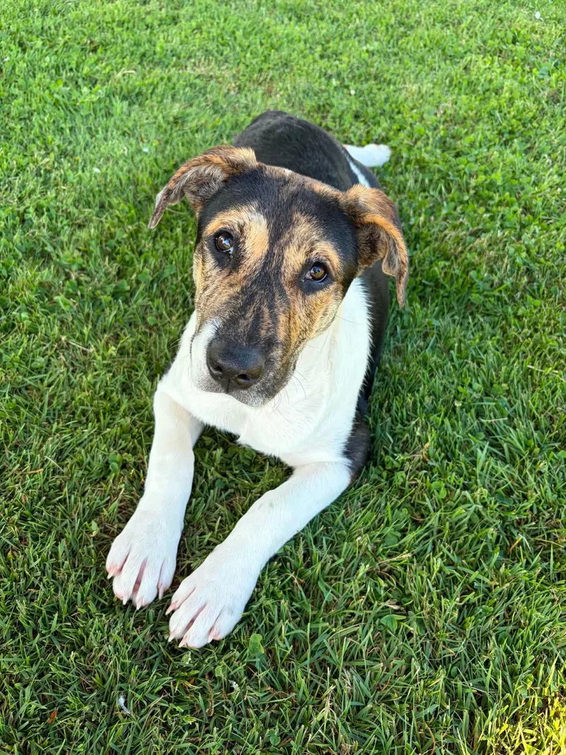 A baby large-sized female White / Cream Pit Bull Terrier dog named Meadow for adoption in Alvin, TX