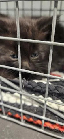 A baby small-sized male Domestic Short Hair cat named Stitch for adoption in San Martin, CA