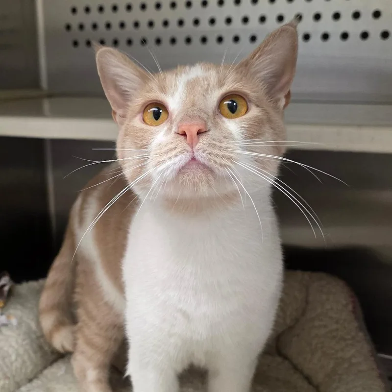 A young large-sized male White Domestic Short Hair cat named Slinky for adoption in Chatham, VA