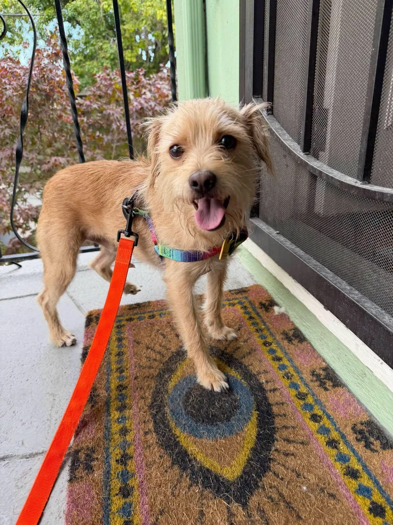 A young small-sized male Border Terrier dog named Skipper for adoption in Oakland, CA