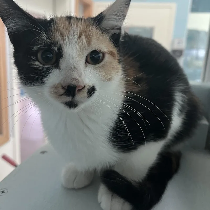 A baby small-sized female White Domestic Short Hair cat named Toffee for adoption in Hawthorne, CA