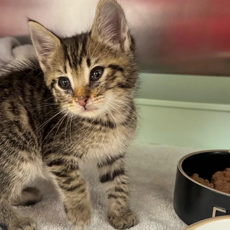 A baby small-sized male Brown / Chocolate Domestic Short Hair cat named Mouse for adoption in Auburn, AL