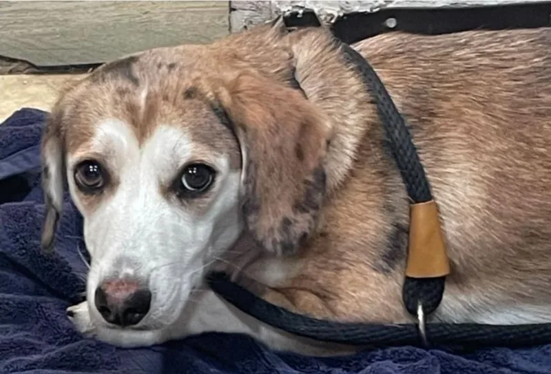 A young medium-sized female Tricolor (Brown, Black, & White) Corgi dog named Mochi for adoption in Sedalia, CO