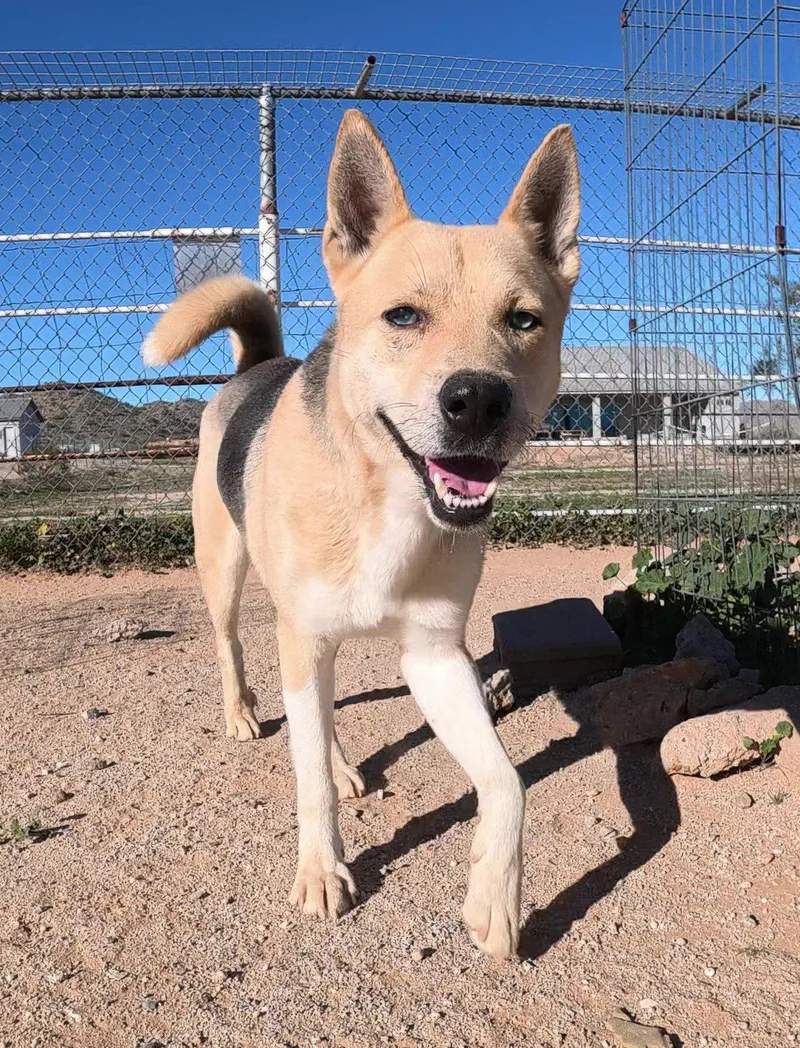 An adult large-sized male Husky dog named Odin for adoption in Queen Creek, AZ