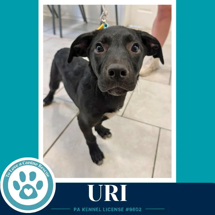 Uri