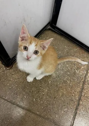 A baby large-sized male Orange & White Domestic Short Hair cat named Cheddar for adoption in Homewood, IL