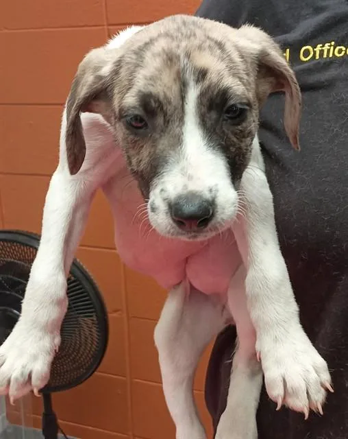 A baby medium-sized female Black Mouth Cur dog named Splash for adoption in Huntsville, AL