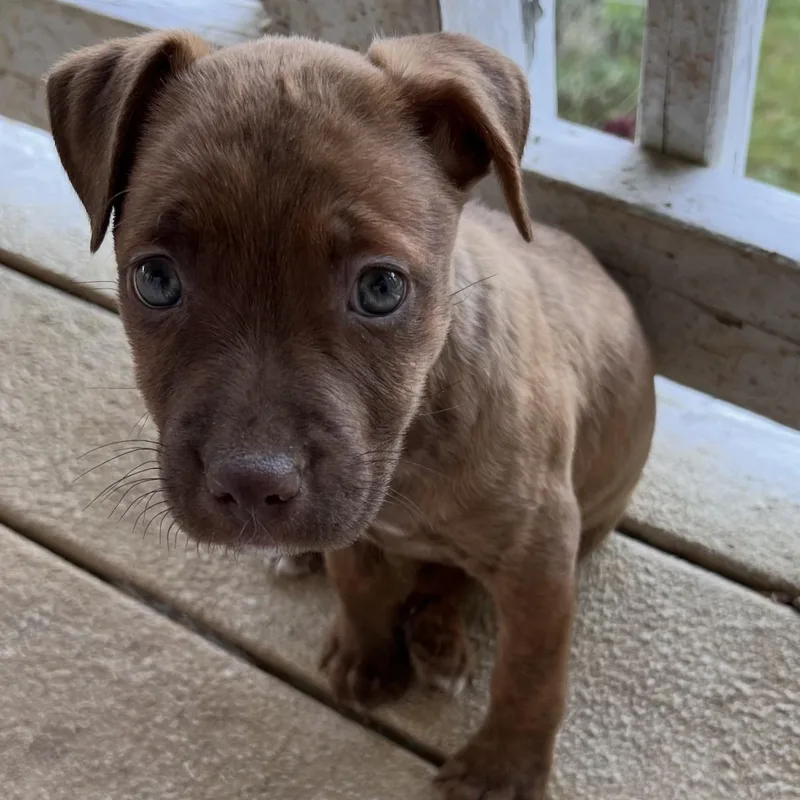 A baby medium-sized female Brown / Chocolate Chocolate Labrador Retriever dog named Dez for adoption in Hamilton , NJ