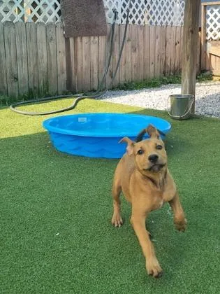 A baby small-sized female Mixed Breed dog named Shade for adoption in Port Saint Joe, FL