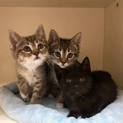 A baby small-sized female Brown / Chocolate Domestic Short Hair cat named Everlayne for adoption in Dayton, OH