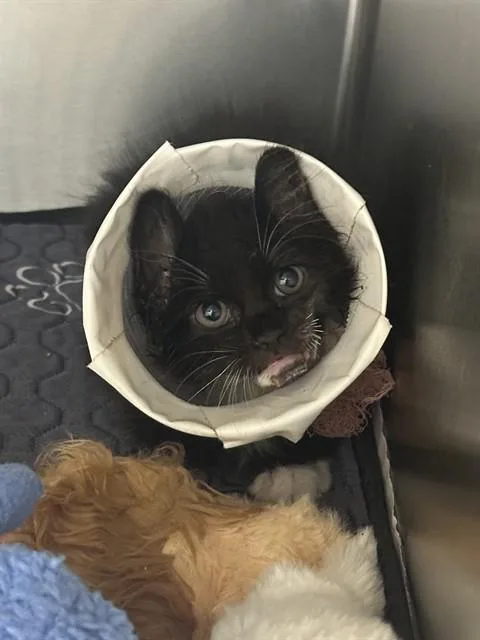 A baby small-sized male Domestic Long Hair cat named Mateo for adoption in Riverside, CA