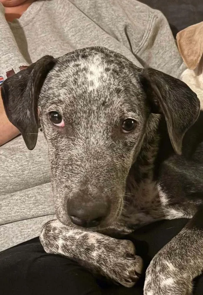 A baby medium-sized male Gray / Blue / Silver Pointer dog named Moonlight for adoption in Amherst, NY