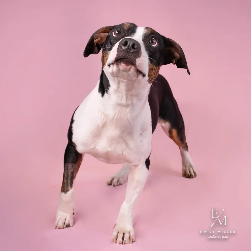 Strawberry Shortcake thumbnail 2