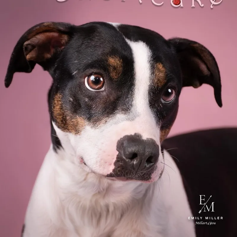 Strawberry Shortcake