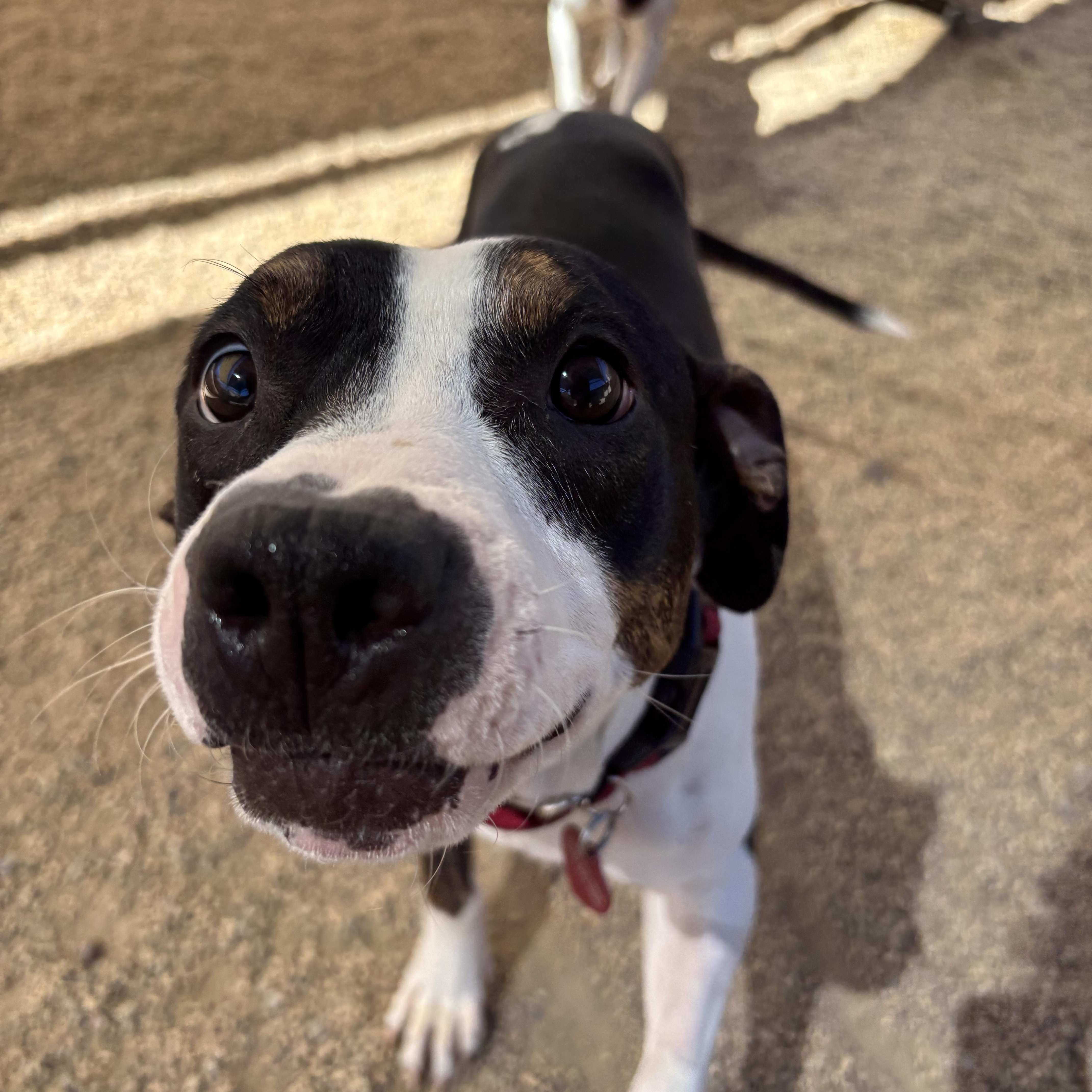 Strawberry Shortcake thumbnail 3