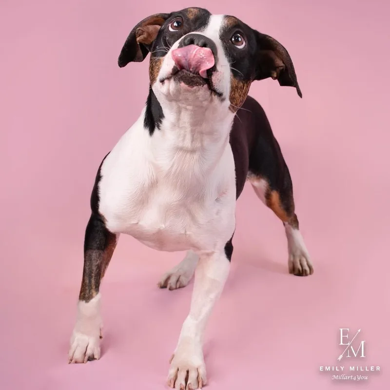 Strawberry Shortcake thumbnail 4