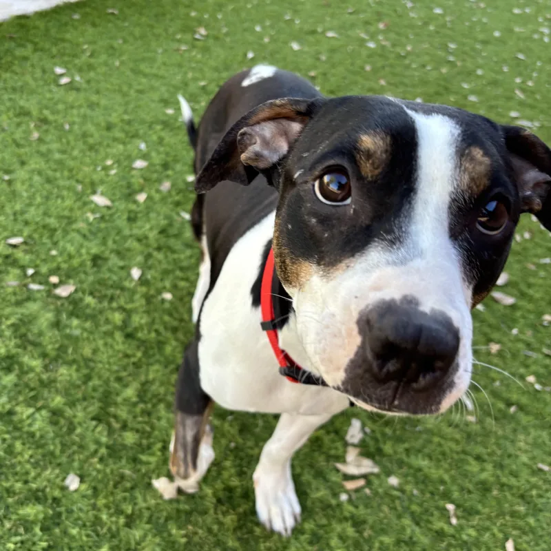 Strawberry Shortcake thumbnail 5