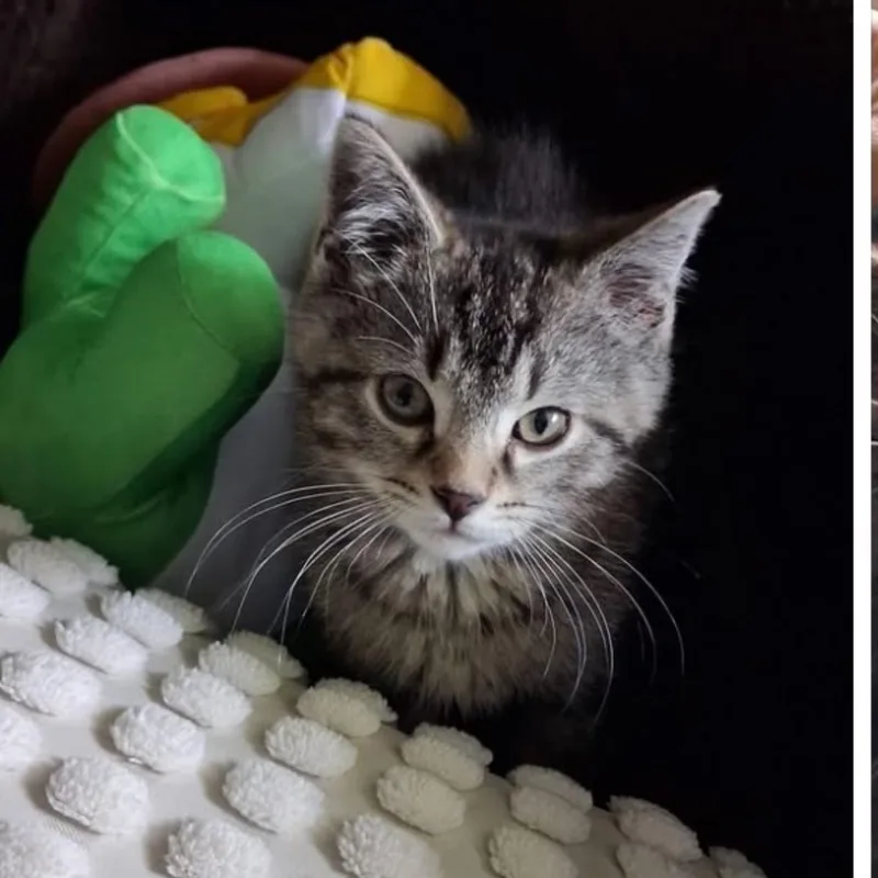 A baby medium-sized male Tabby (Gray / Blue / Silver) Domestic Short Hair cat named Cubs for adoption in Mokena, IL