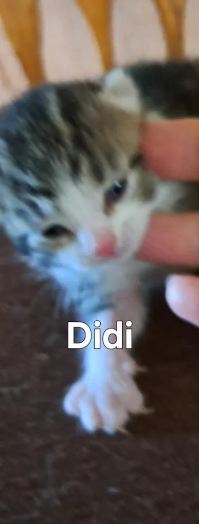 A baby small-sized female Domestic Short Hair cat named Didi for adoption in Plattsburgh, NY