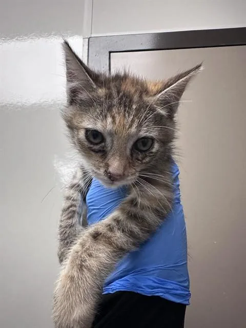A baby small-sized female Domestic Short Hair cat named Miley for adoption in Ontario, CA
