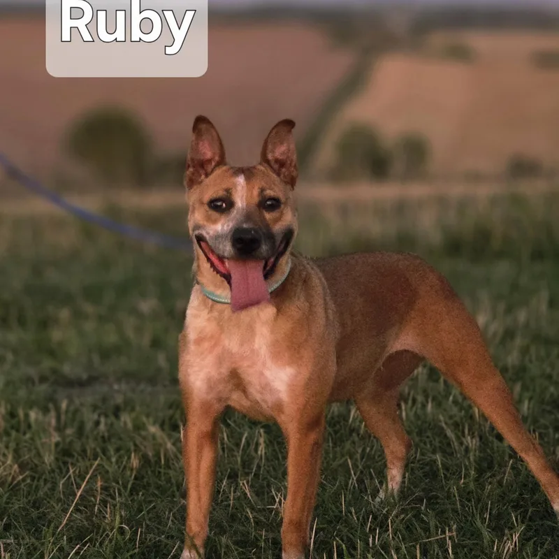 An adult medium-sized female Red / Chestnut / Orange Australian Cattle Dog / Blue Heeler dog named Ruby for adoption in Walthill, NE