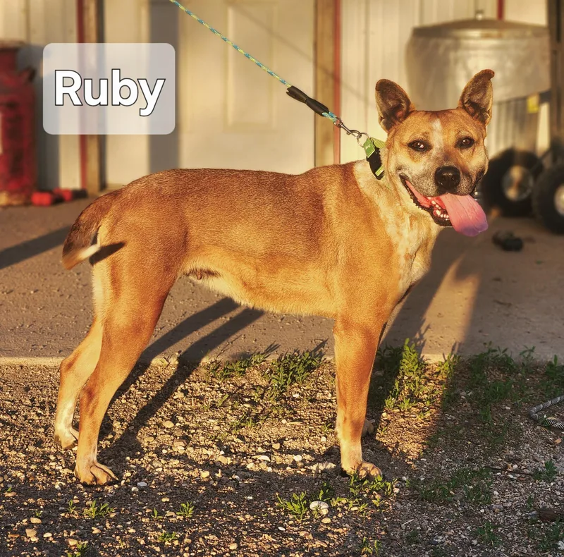 Ruby thumbnail 3