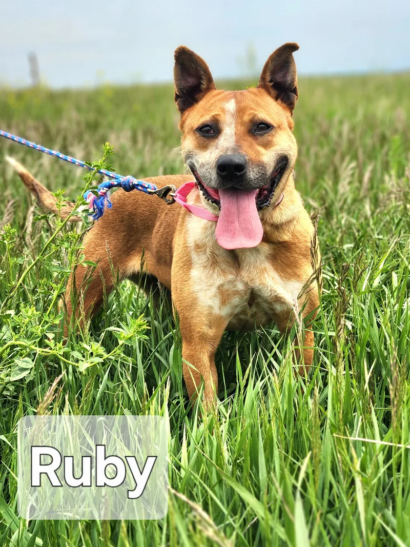 Ruby thumbnail 5