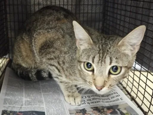 A young large-sized female Domestic Short Hair cat named Marisol for adoption in Van Nuys, CA