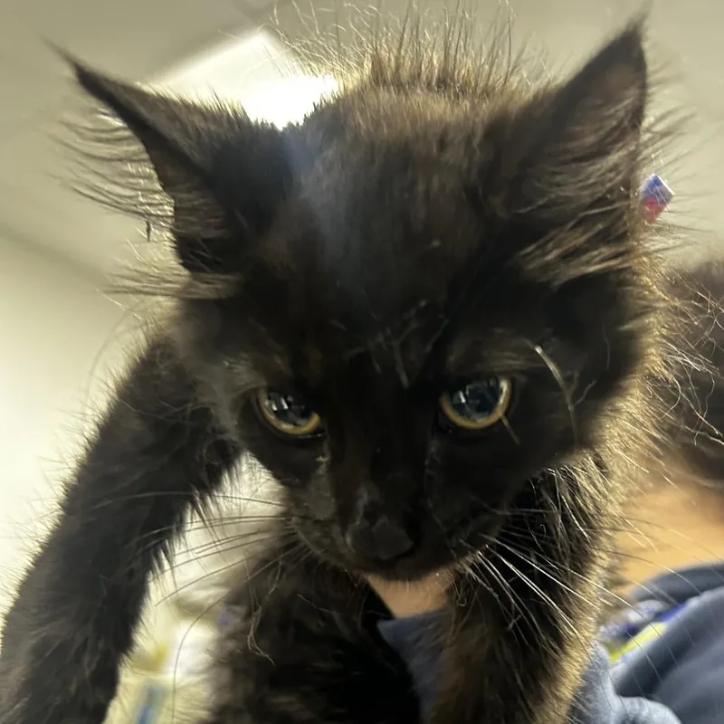 A baby small-sized male Black Domestic Short Hair cat named Zeke for adoption in Newark, NJ