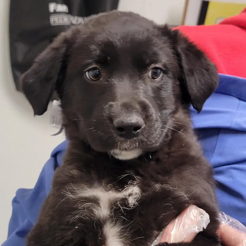 A baby small-sized female Black Mixed Breed dog named Francesca for adoption in Troy, IL