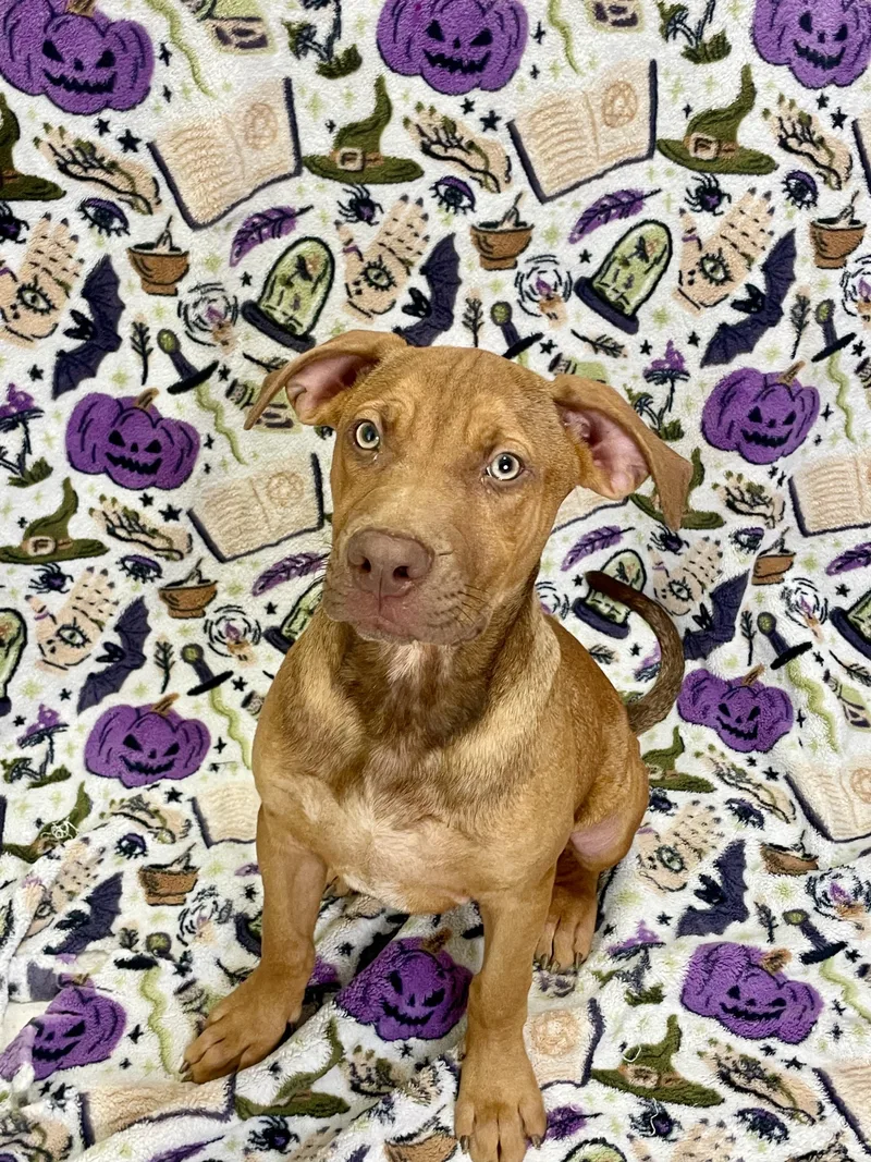A baby large-sized male Labrador Retriever dog named Luke for adoption in Lacon, IL