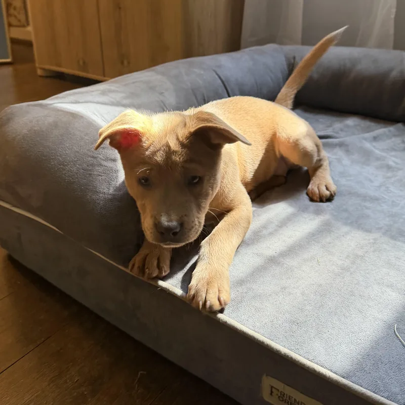 A baby medium-sized female Retriever dog named Niagara for adoption in Ellicott City, MD