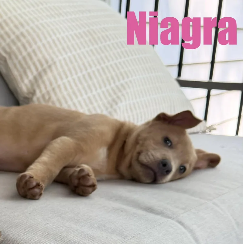 Niagara thumbnail 4
