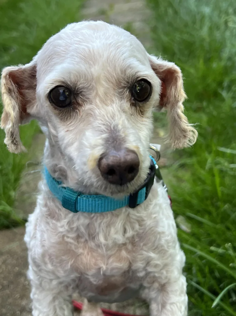 An adult small-sized female White / Cream Maltipoo dog named Betsy for adoption in Lexington, KY