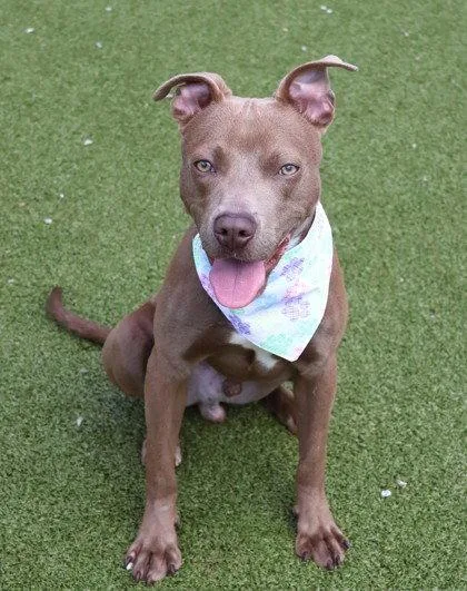 A young medium-sized male Pit Bull Terrier dog named Sid Athens for adoption in Rockaway, NJ