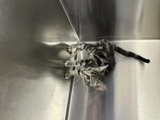 A baby small-sized female Domestic Short Hair cat named Lilly for adoption in Norco, CA
