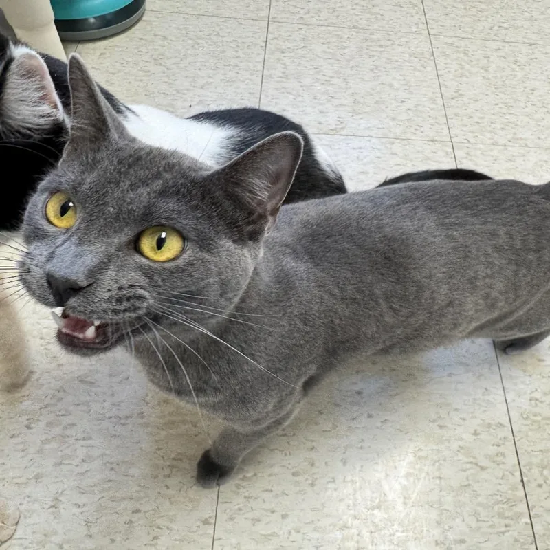 Le Quack thumbnail 3