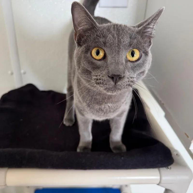 Le Quack thumbnail 4