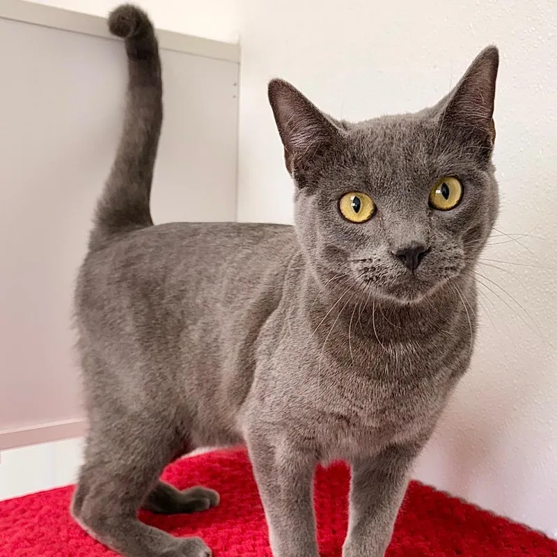 Le Quack thumbnail 5