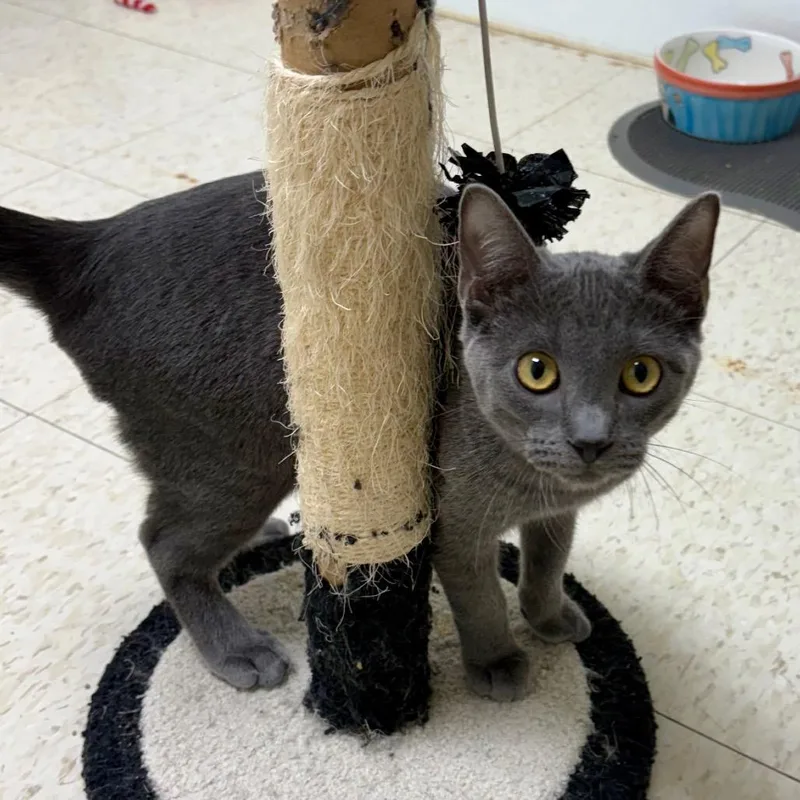 Le Quack thumbnail 6