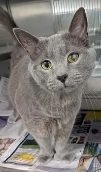Fisher Polydactyl