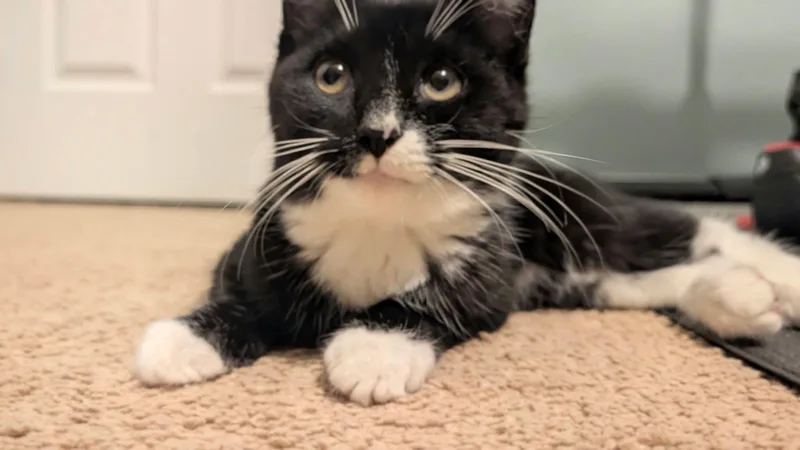 A young medium-sized male Black & White / Tuxedo Domestic Medium Hair cat named Korvo for adoption in East Lansing, MI