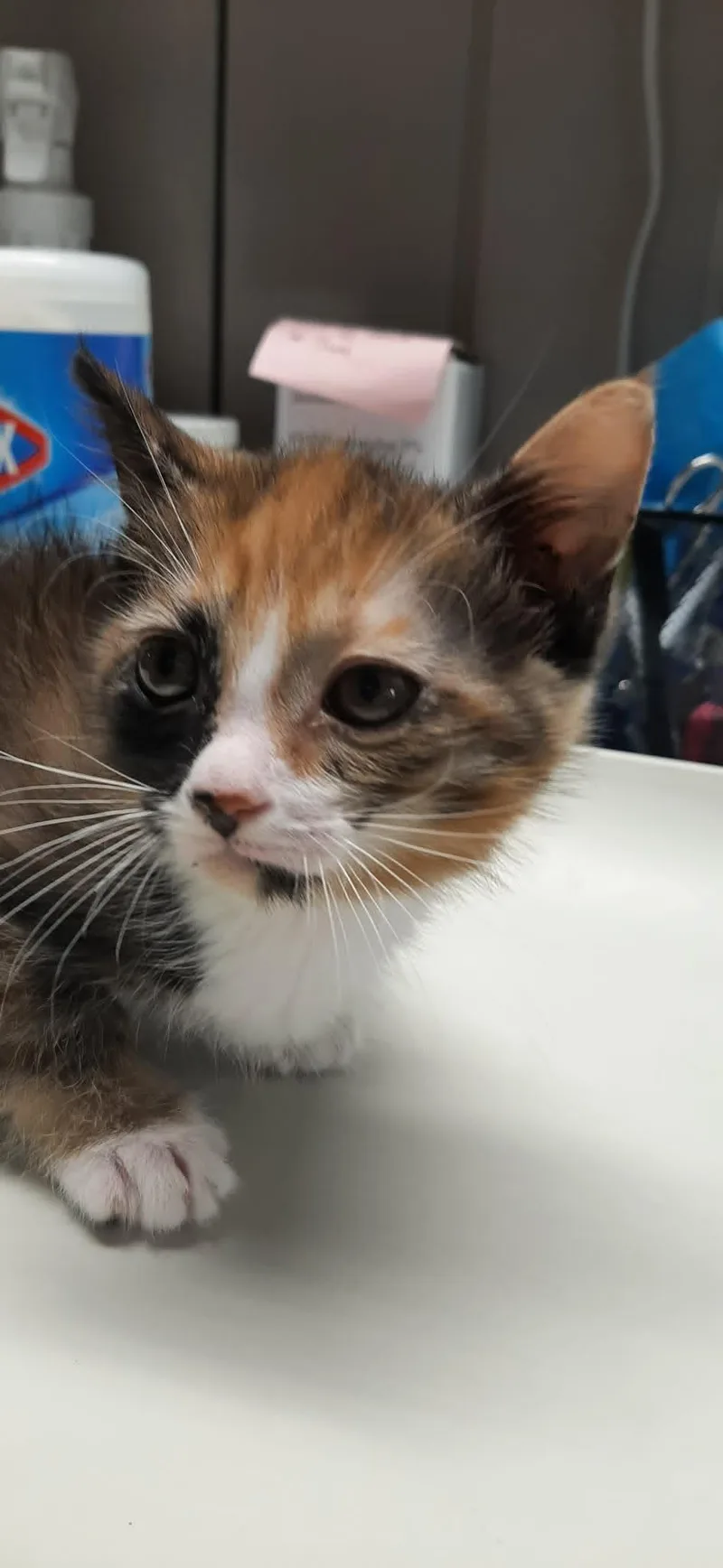 A young medium-sized female Tortoiseshell Domestic Short Hair cat named Pebbles for adoption in Georgetown, OH