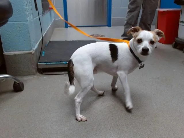 An adult medium-sized male Parson Russell Terrier dog named Jack for adoption in Albuquerque, NM