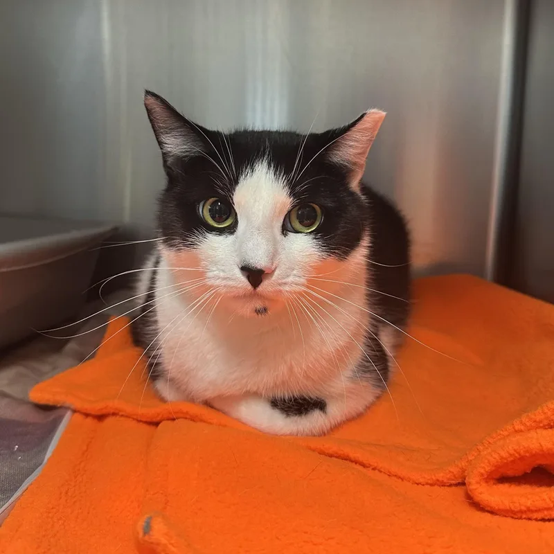A young medium-sized female Black & White / Tuxedo Domestic Short Hair cat named Cassie for adoption in Exeter, RI