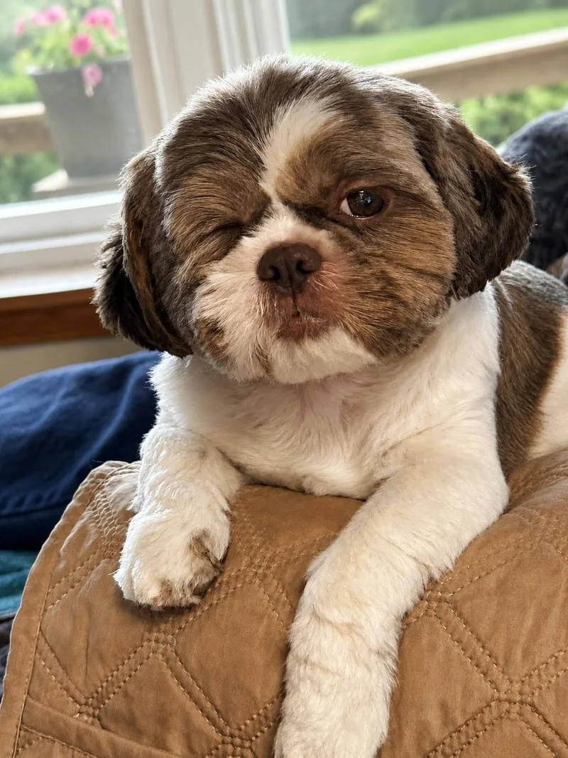 A young small-sized female Shih Tzu dog named Nadia  Arr for adoption in Pataskala, OH