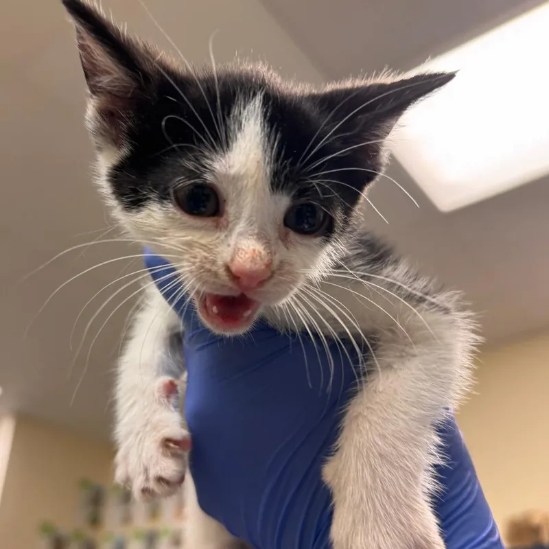 A baby small-sized female White Domestic Short Hair cat named Willona for adoption in Lynchburg, VA