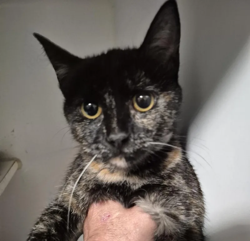 A baby medium-sized female Domestic Short Hair cat named Calisa for adoption in Thompson Falls, MT