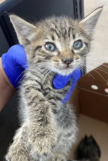 A baby medium-sized male Domestic Short Hair cat named Morgan for adoption in Dallas, TX