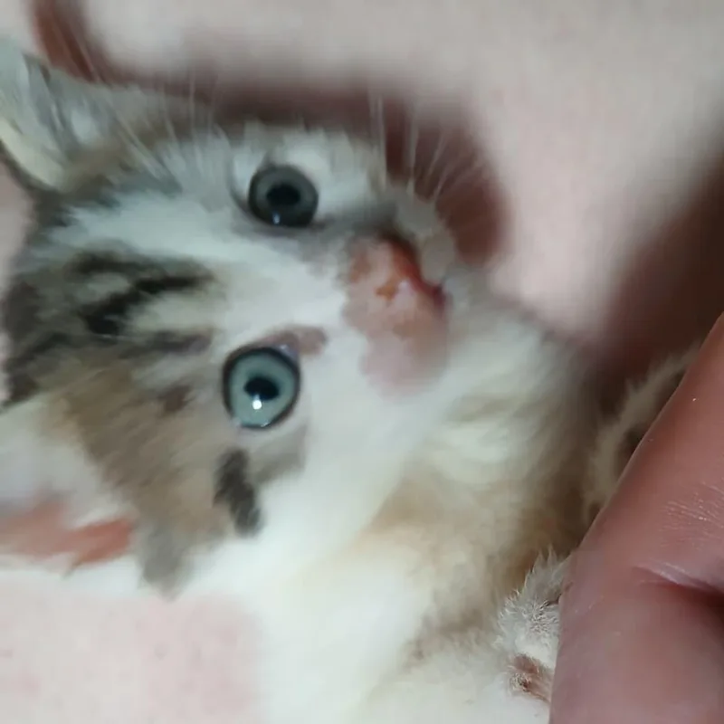 A baby small-sized male White Domestic Short Hair cat named Niko for adoption in Winchester, VA